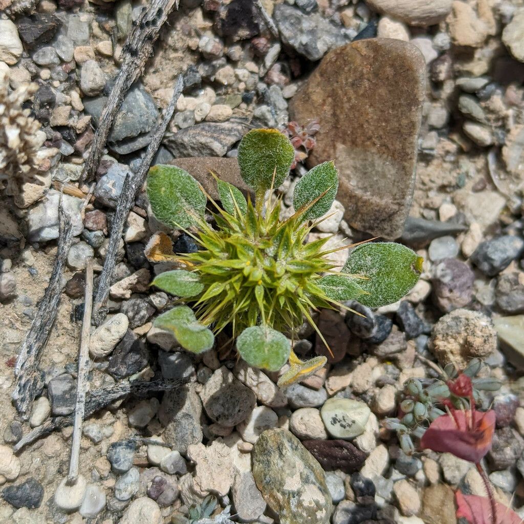 Devil's spineflower (Chorizanthe rigida)