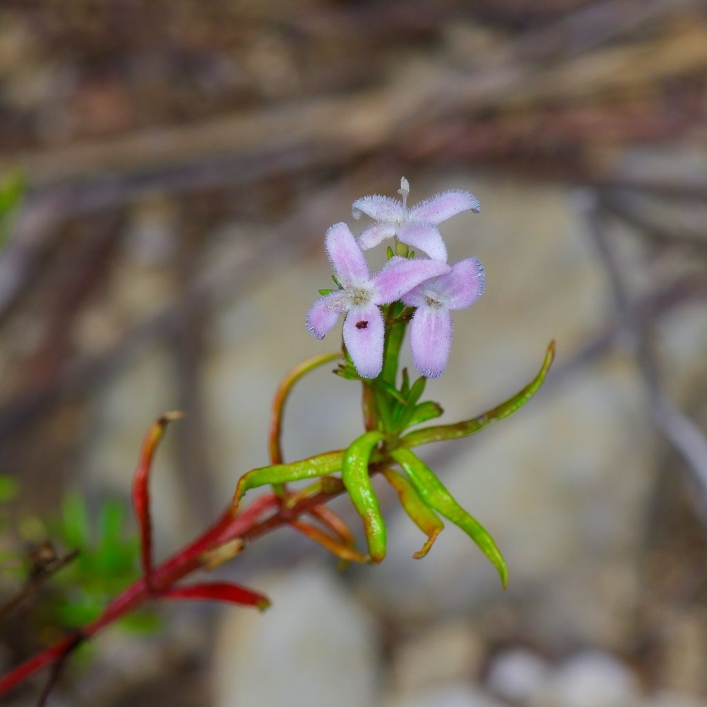 Diamond-flowers (Stenaria nigricans)