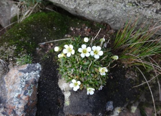 Diapensia (Diapensia lapponica)