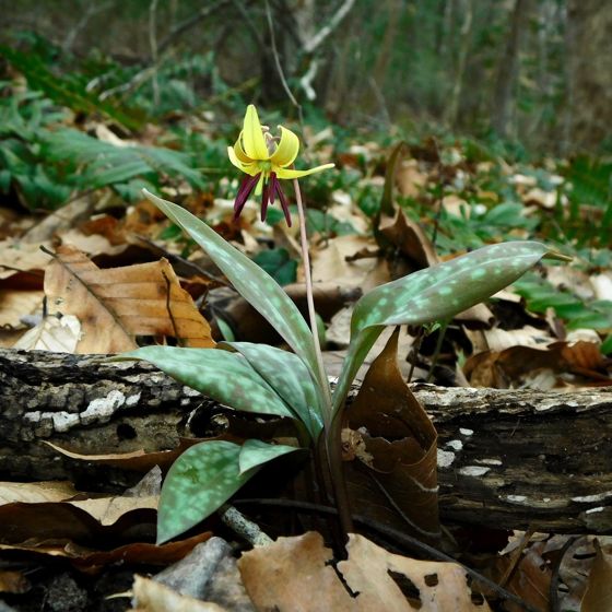 Dimpled trout lily (Erythronium umbilicatum)