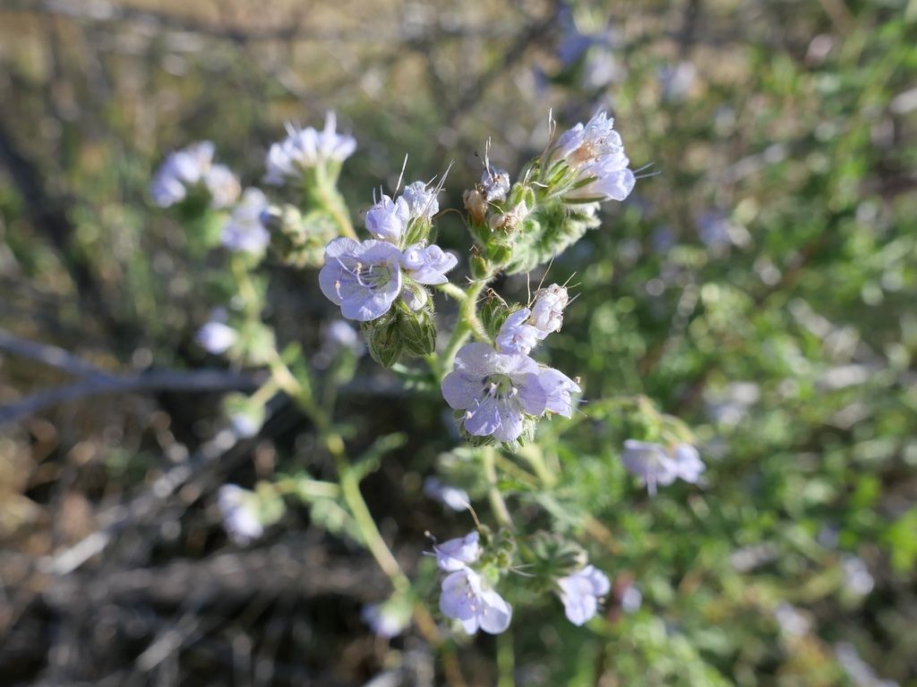 Distant phacelia (Phacelia distans)