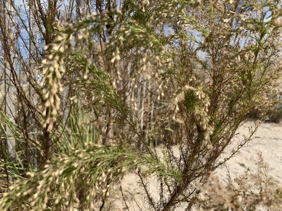 Dogfennel (Eupatorium capillifolium)