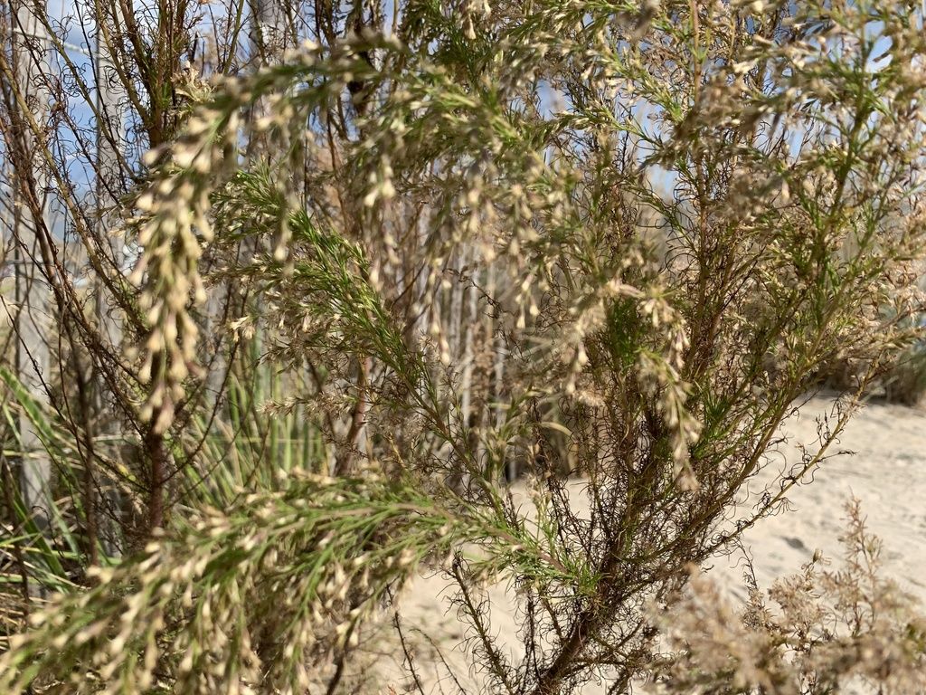 Dogfennel (Eupatorium capillifolium)