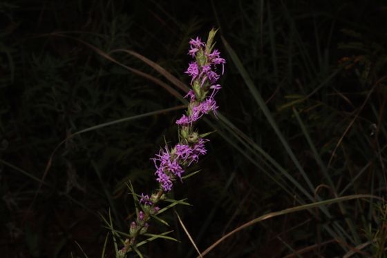 Dotted gayfeather (Liatris punctata)