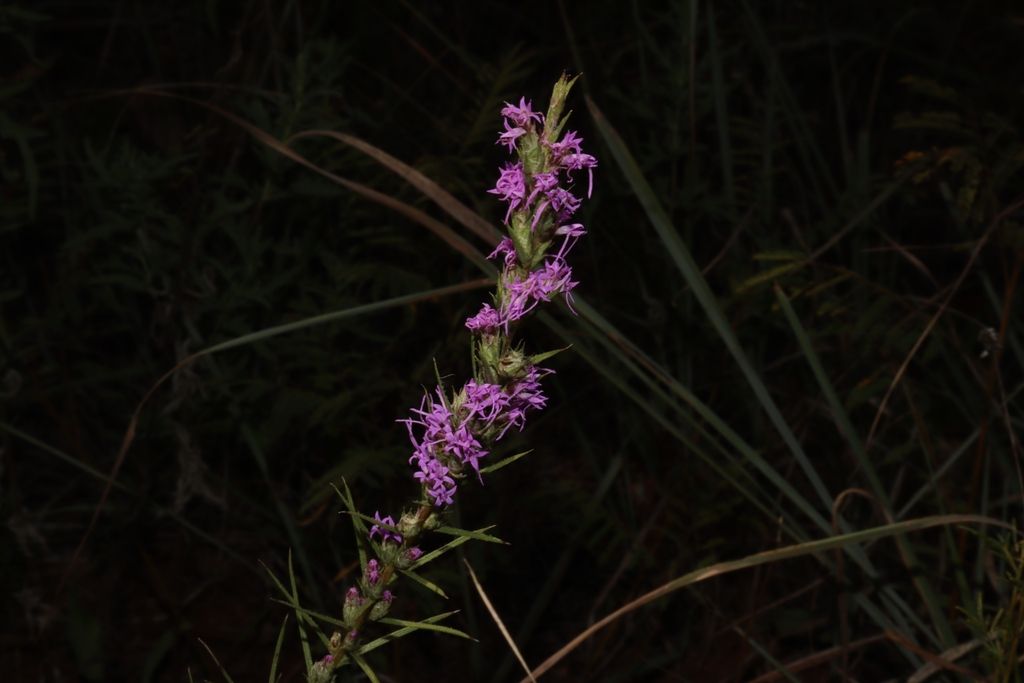 Dotted gayfeather (Liatris punctata)
