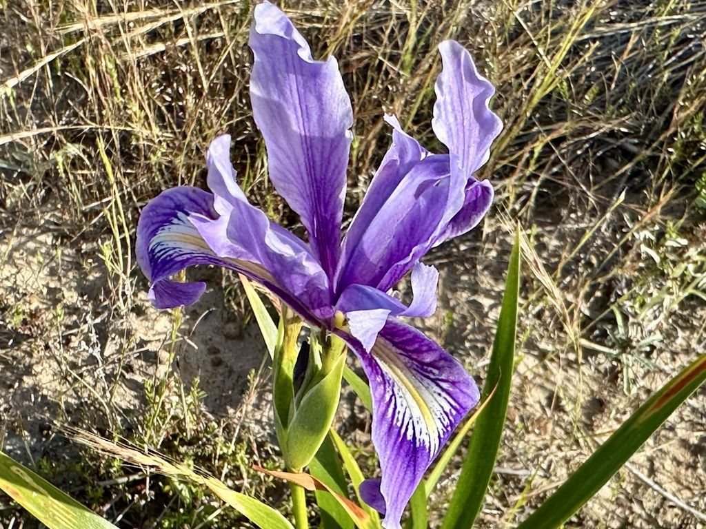 Douglas iris (Iris douglasiana)