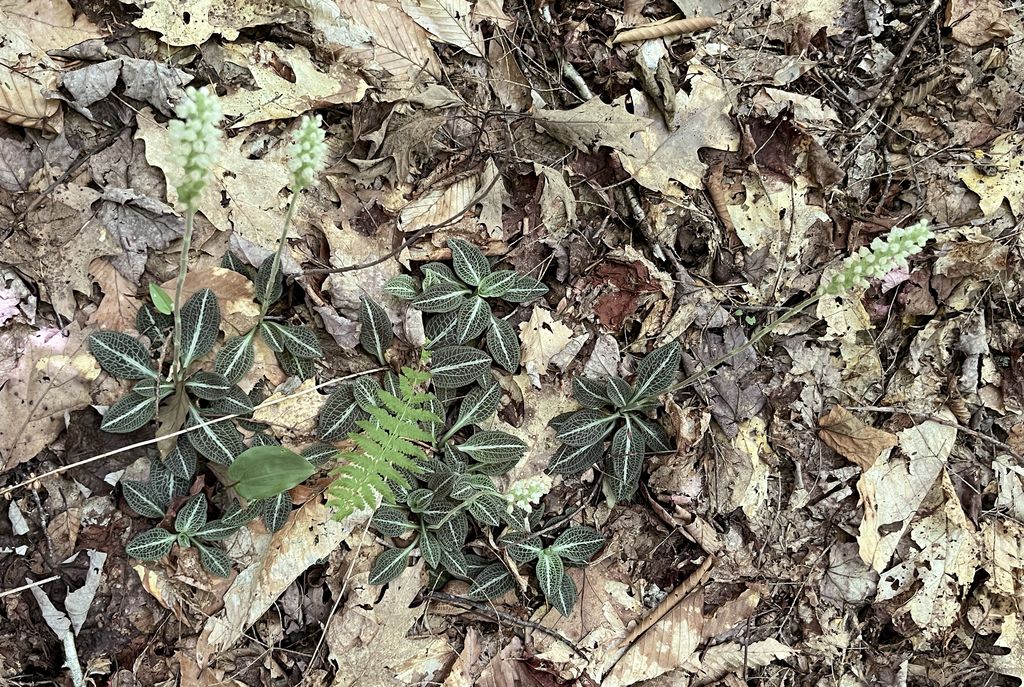 Downy rattlesnake plantain (Goodyera pubescens)