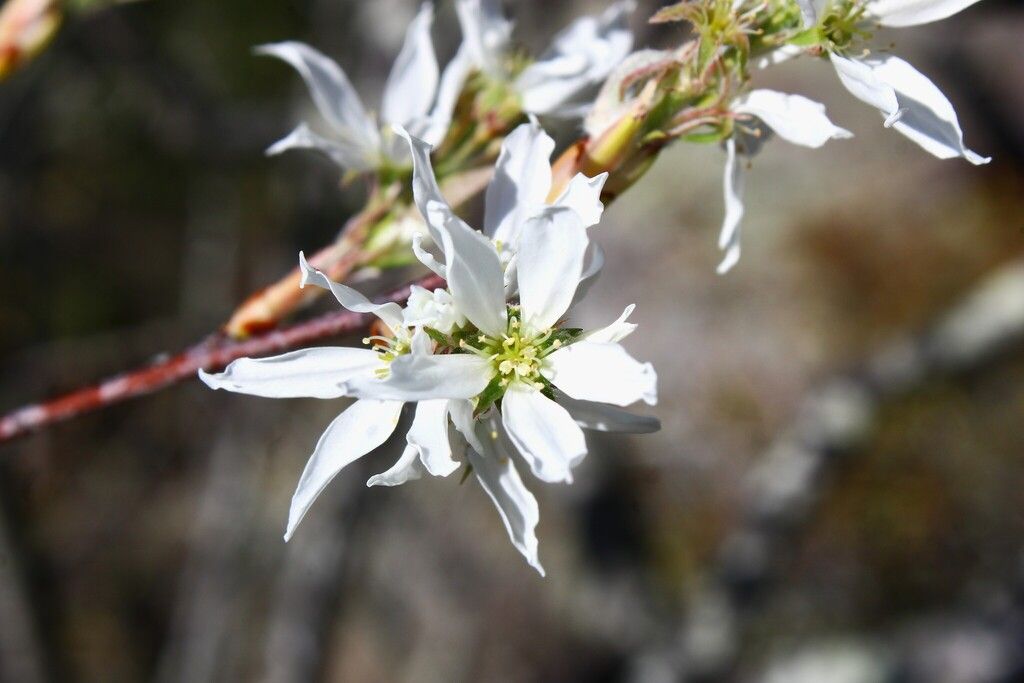 Downy serviceberry (Amelanchier arborea)