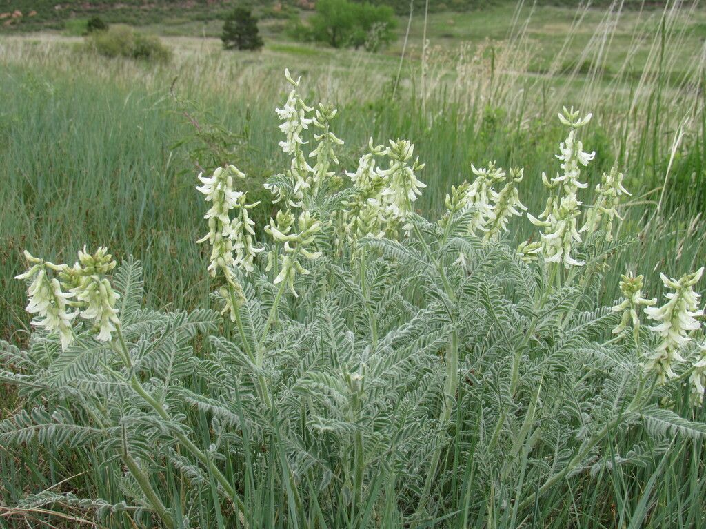Drummond's milkvetch (Astragalus drummondii)