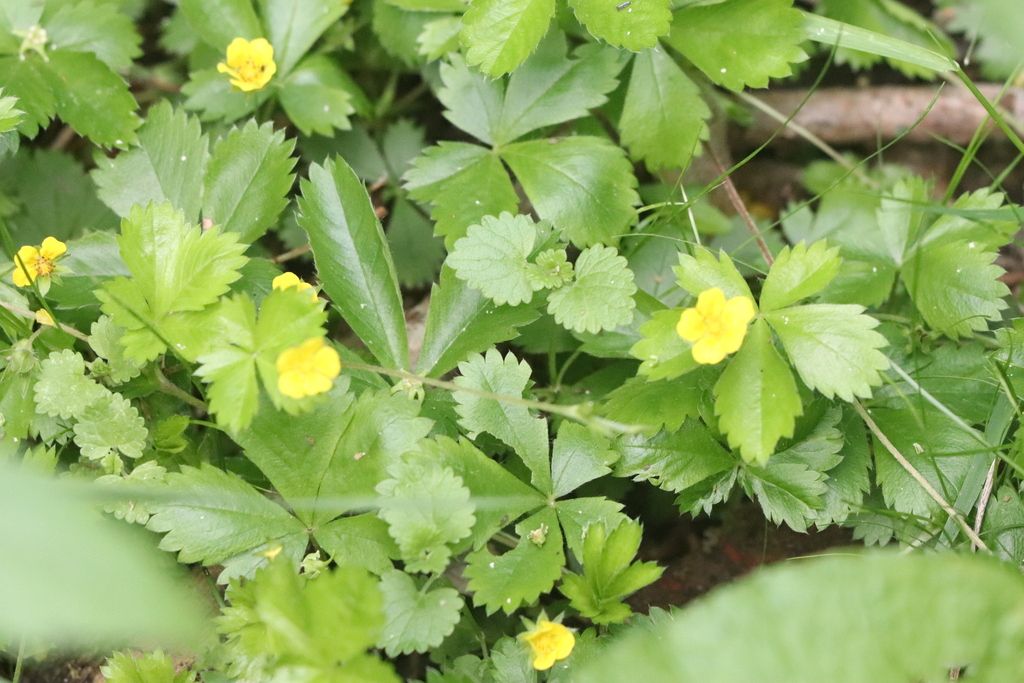 Dwarf cinquefoil (Potentilla canadensis)