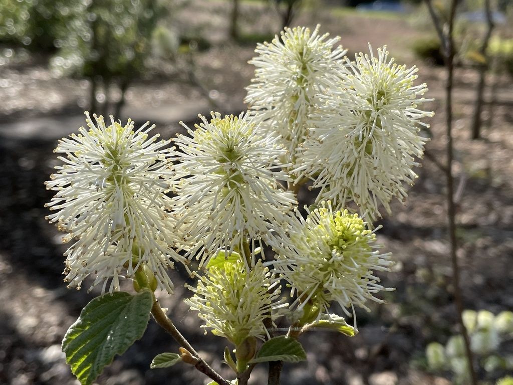 Dwarf fothergilla (Fothergilla gardenii)