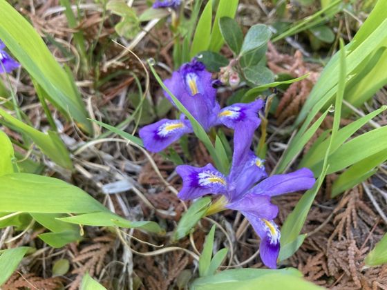 Dwarf lake iris