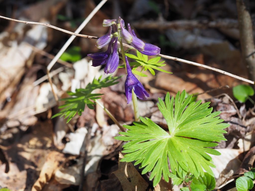 Dwarf larkspur (Delphinium tricorne)