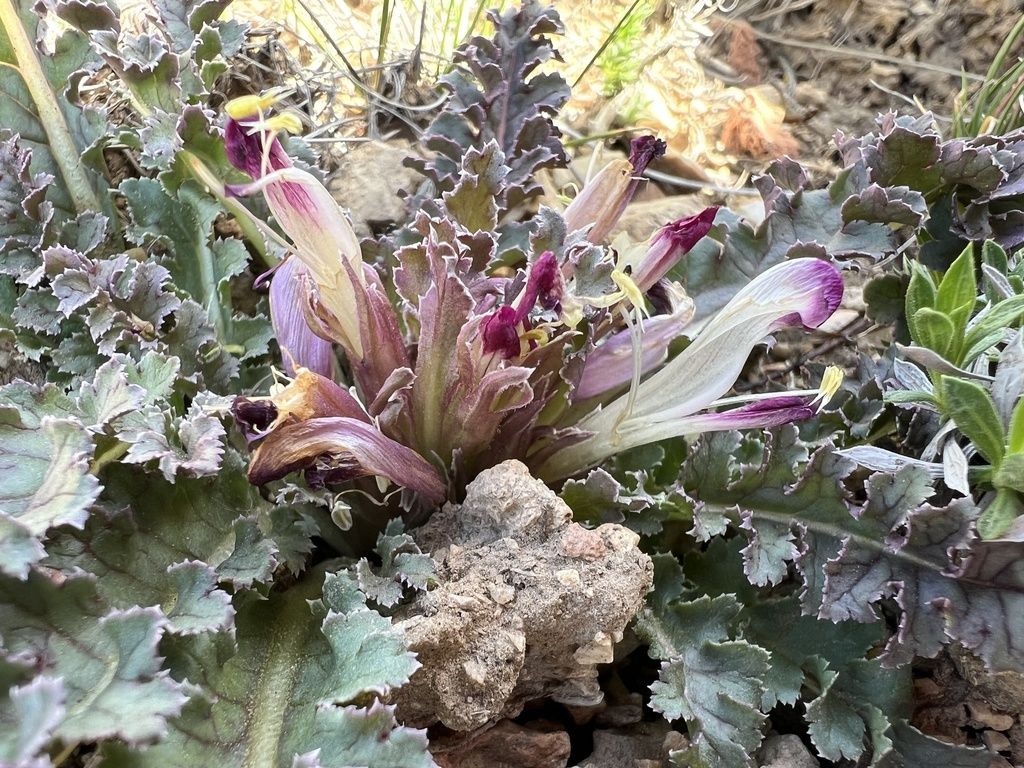 Dwarf lousewort (Pedicularis centranthera)