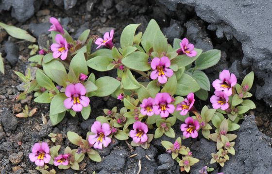 Dwarf purple monkeyflower (Diplacus nanus)