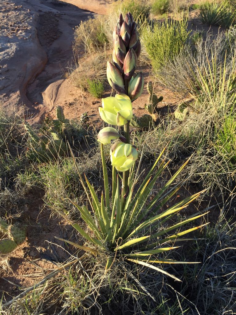 Dwarf yucca (Yucca harrimaniae)