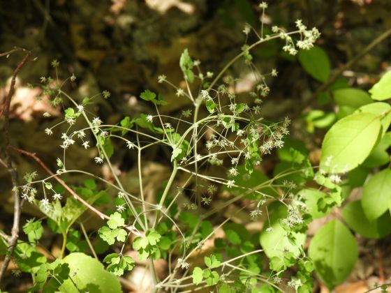 Early meadow-rue (Thalictrum dioicum)