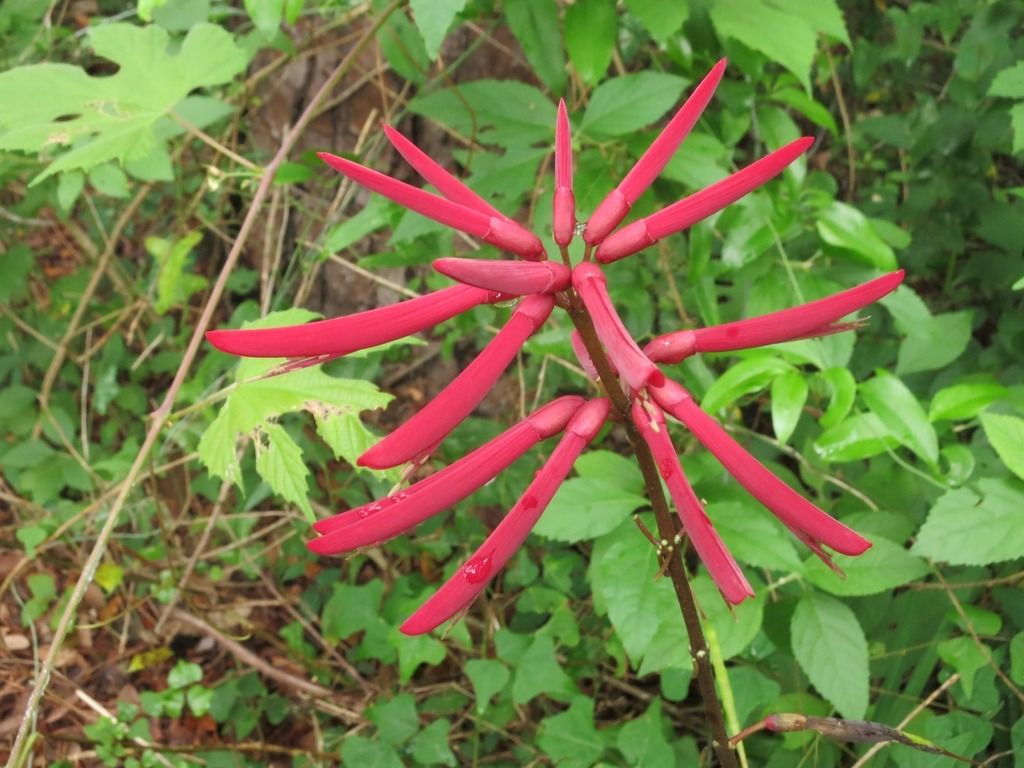 Eastern coral bean (Erythrina herbacea)