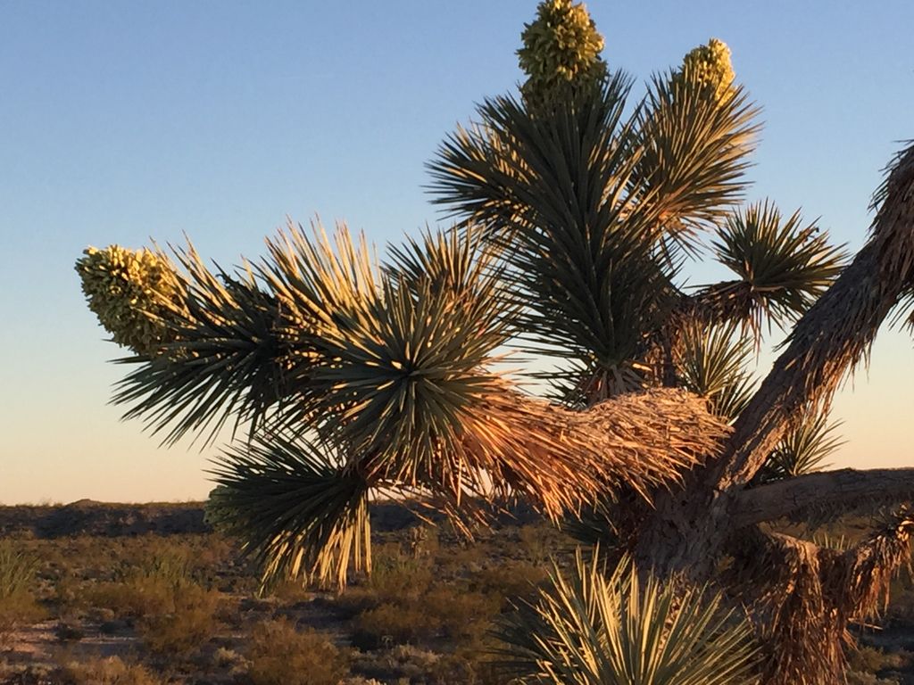 Eastern Joshua tree (Yucca jaegeriana)