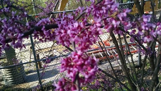 Eastern redbud (Cercis canadensis)