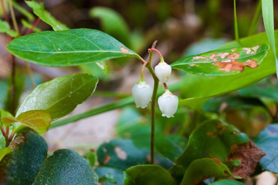 Eastern teaberry (wintergreen) (Gaultheria procumbens)