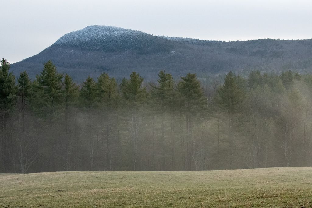 Eastern white pine (Pinus strobus)