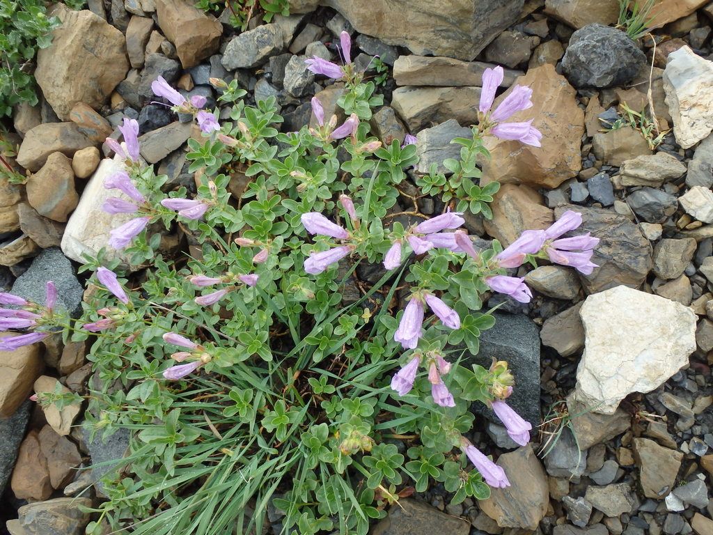 Eggleaf beardtongue (Penstemon ellipticus)