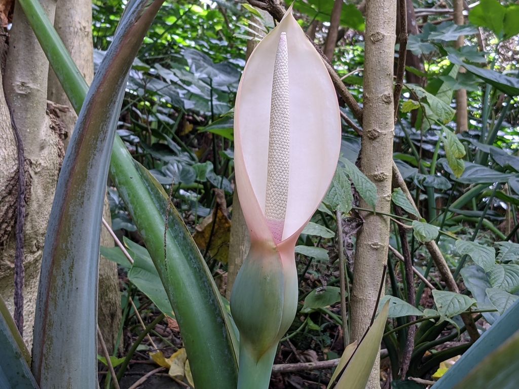 Elephant ear (Xanthosoma robustum)