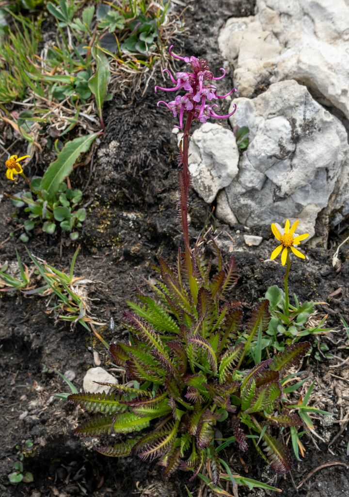 Elephant's-Head lousewort (Pedicularis groenlandica)