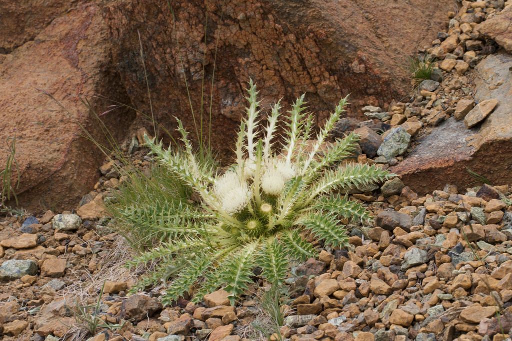 Elk thistle (Cirsium scariosum)