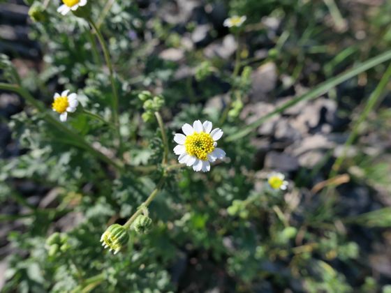 Emory's rockdaisy (Perityle emoryi)