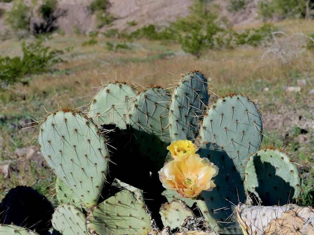 Engelmann's pricklypear (Opuntia engelmannii)