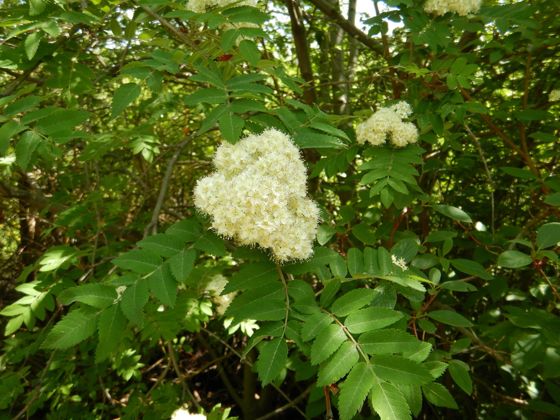 European mountain ash (Sorbus aucuparia)