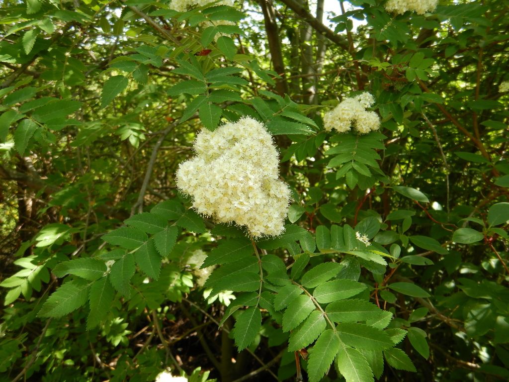 European mountain ash (Sorbus aucuparia)