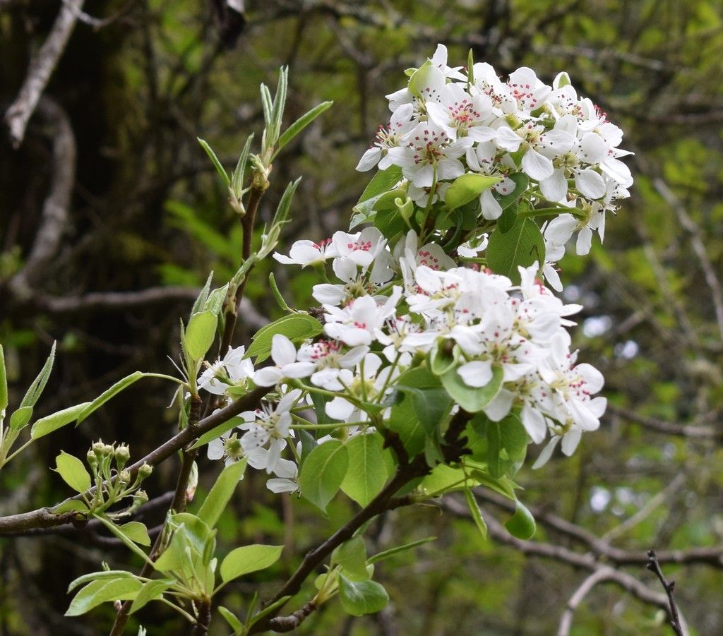 European pear (Pyrus communis)