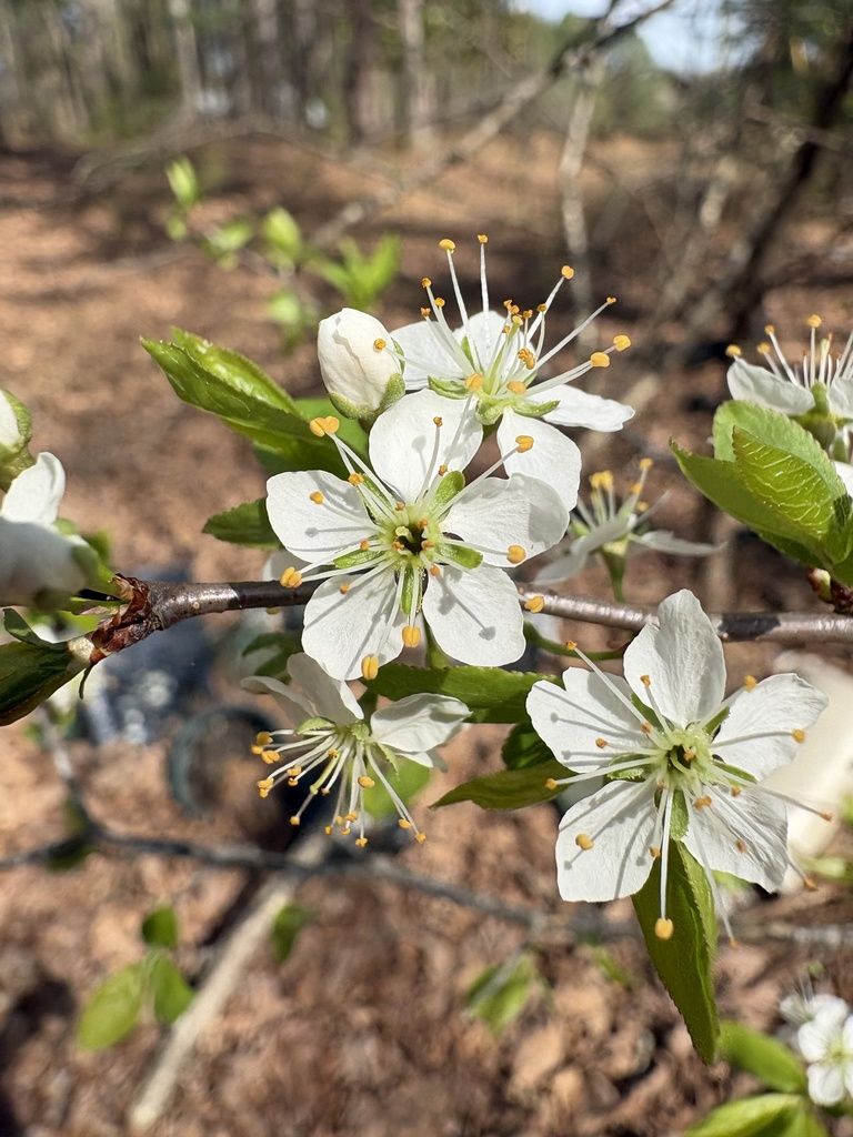 European plum (Prunus domestica)