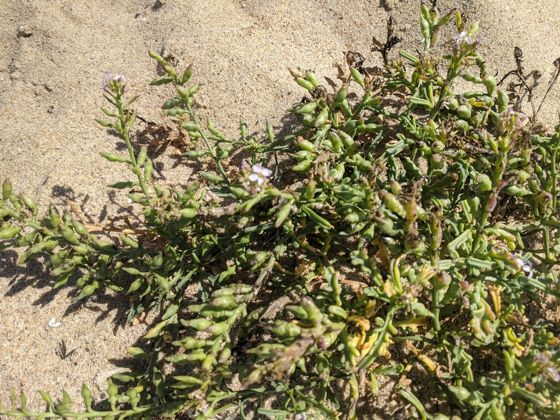 European searocket (Cakile maritima)