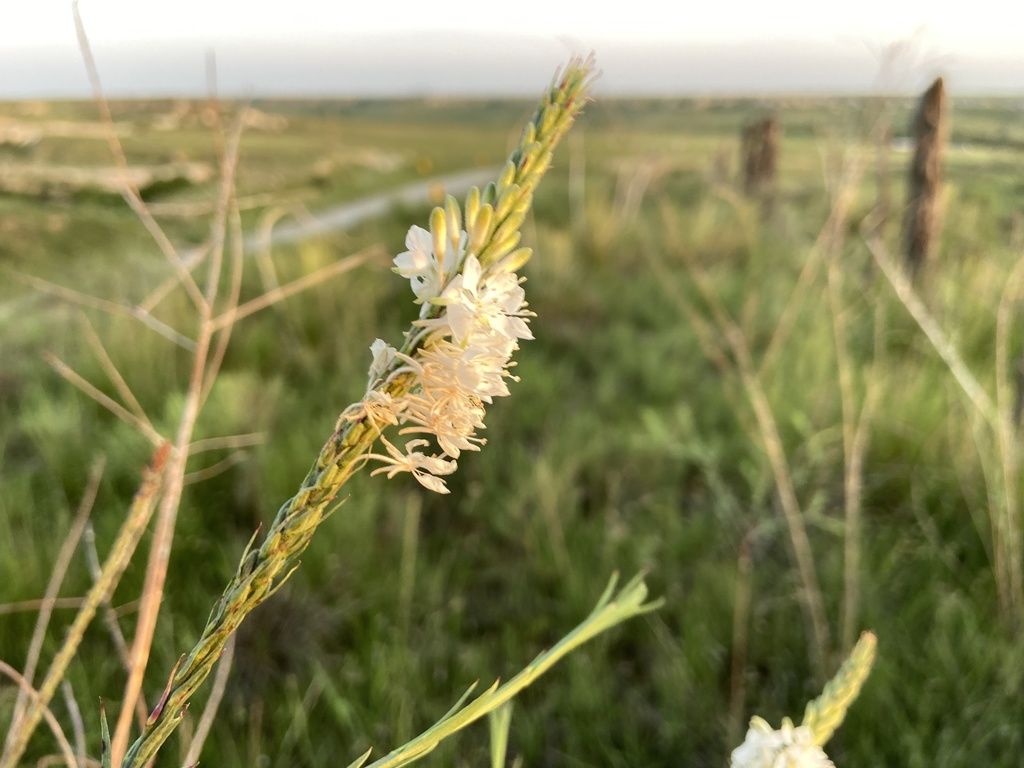 False gaura (Oenothera glaucifolia)