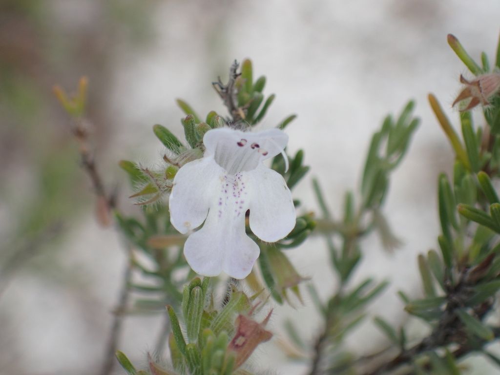 False rosemary (Conradina canescens)