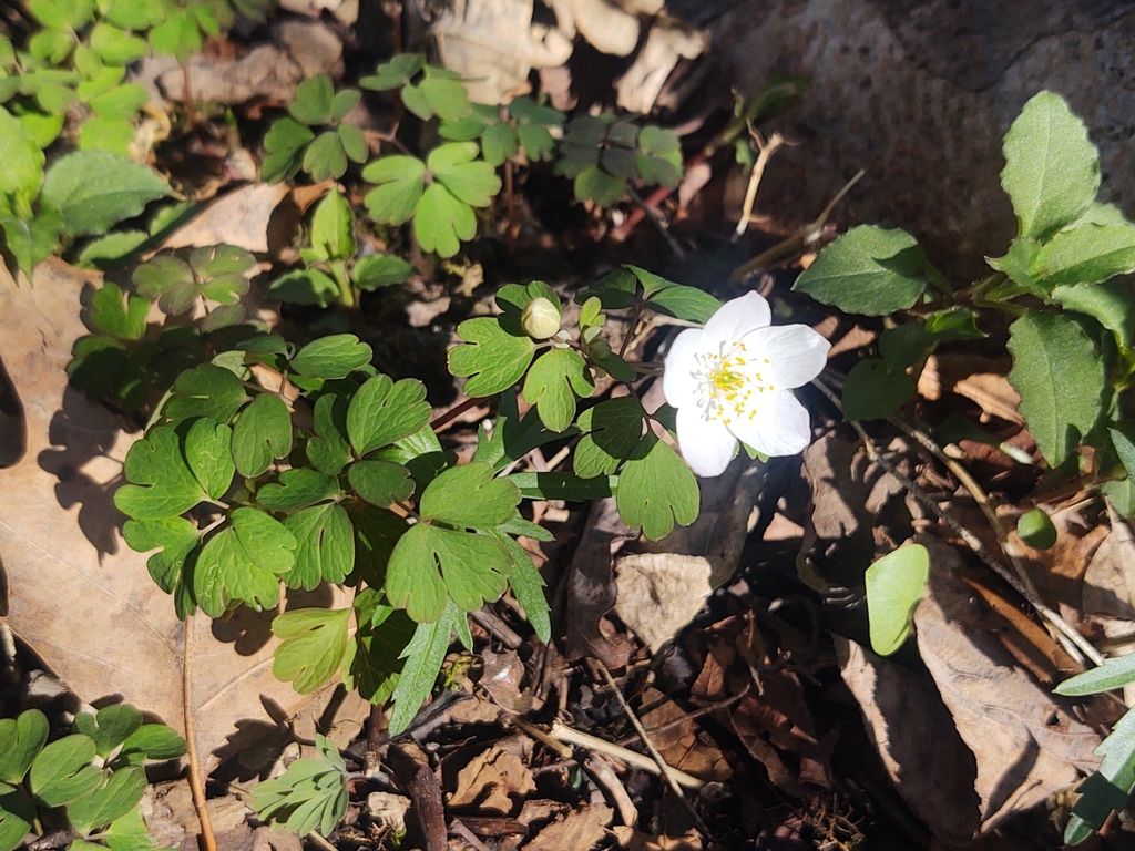 False rue anemone (Enemion biternatum)