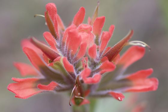 Felt paintbrush (Castilleja foliolosa)