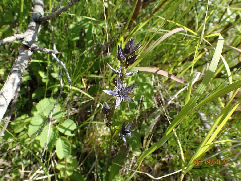 Felwort (Swertia perennis)