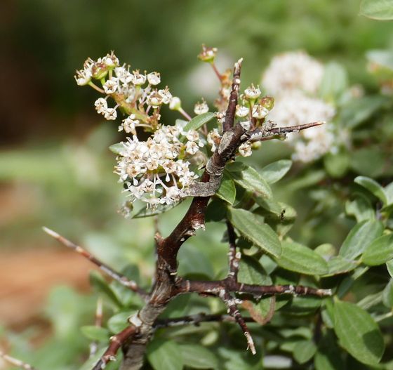 Fendler's ceanothus (Ceanothus fendleri)