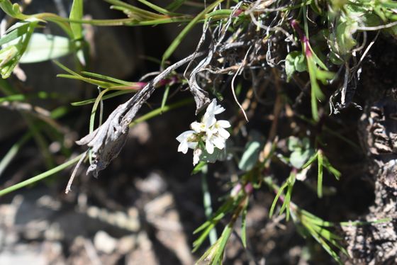 Fendler's pennycress (Noccaea fendleri)