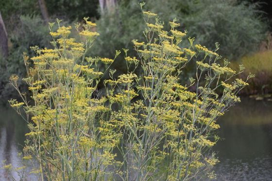 Fennel (Foeniculum vulgare)