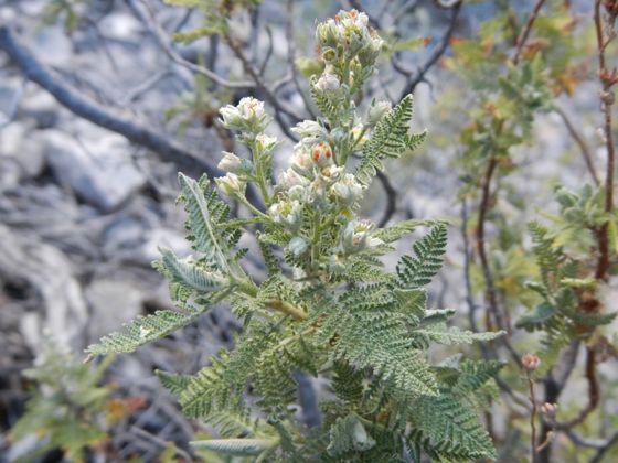 Fernbush (Chamaebatiaria millefolium)