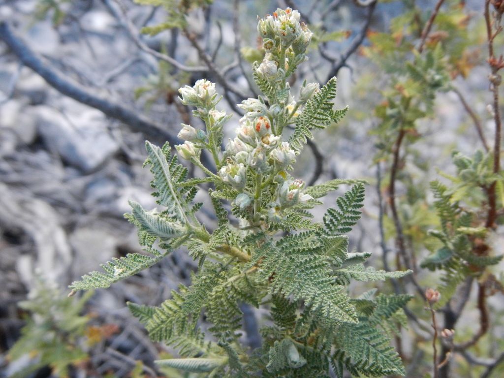 Fernbush (Chamaebatiaria millefolium)