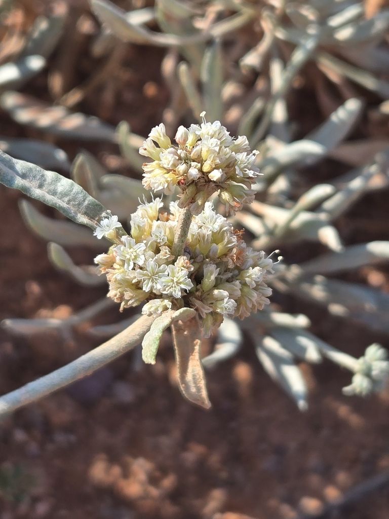 Few-flower buckwheat (Eriogonum pauciflorum)