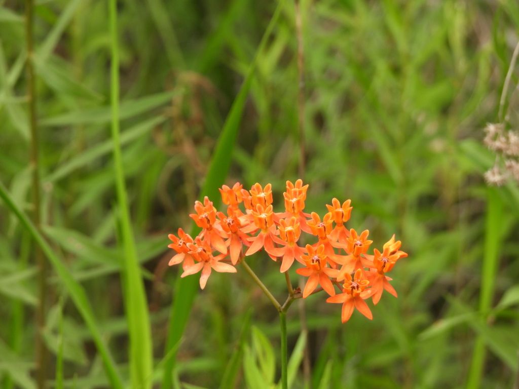 Fewflower milkweed (Asclepias lanceolata)