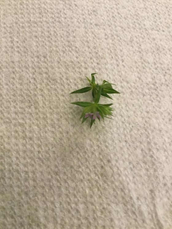 Field madder (Sherardia arvensis)